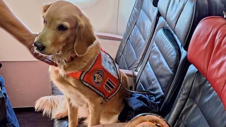 Urban search and rescue dogs flew 'business class' to their home countries