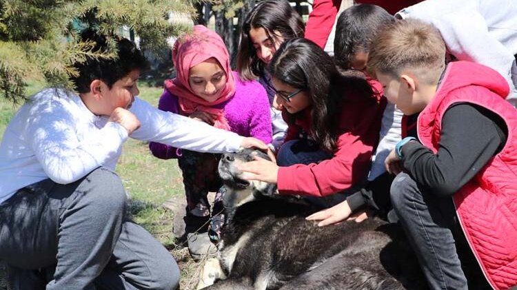 Şiddet uyguladıkları köpekler, şimdi en yakın dostları