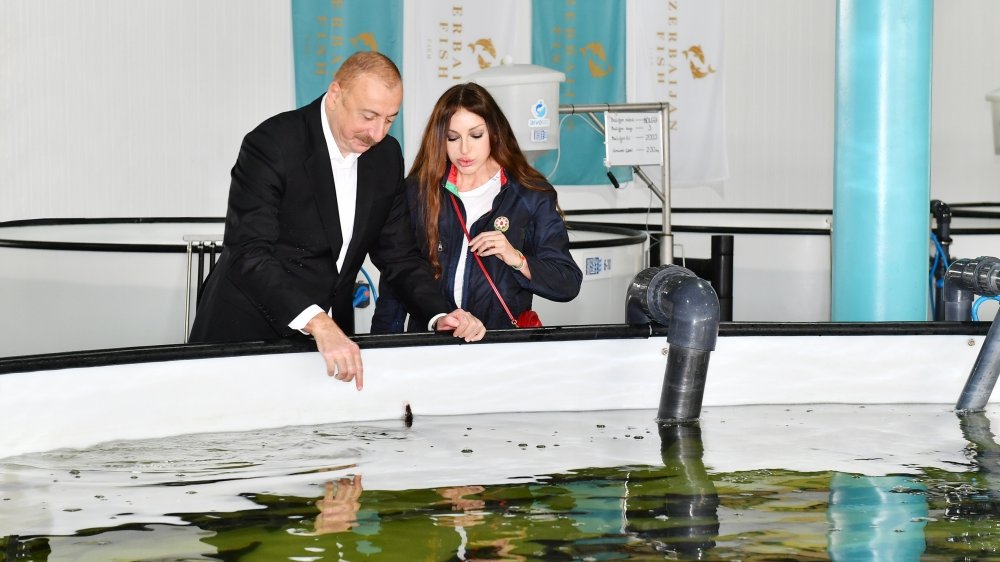 Neftçalanın Yenikənd kəndində “Azerbaijan Fish Farm” MMC-nin Nərə Damazlıq Təsərrüfatında yaradılan şəraitlə tanışlıq