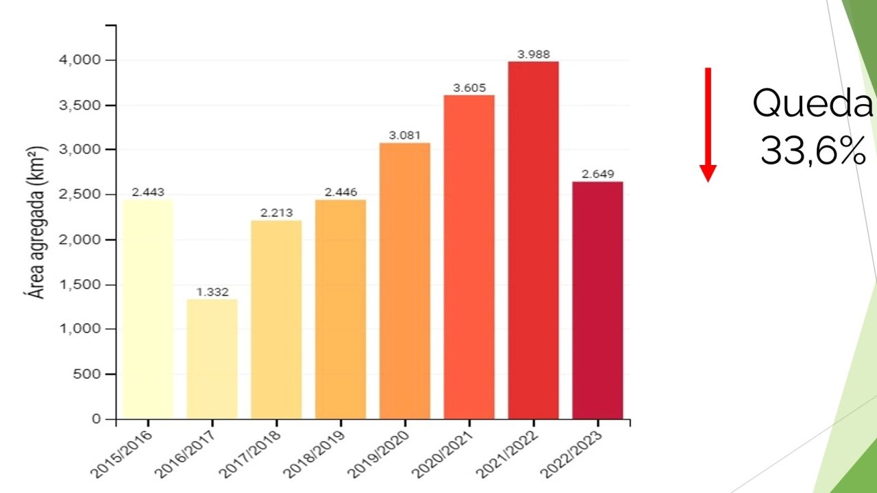 Amazon ormanlarında ağaçların kesimi 2023’te düştü