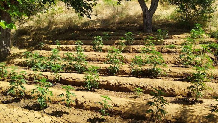 Bingöl'de 4 bin kök Hint keneviri ele geçirildi