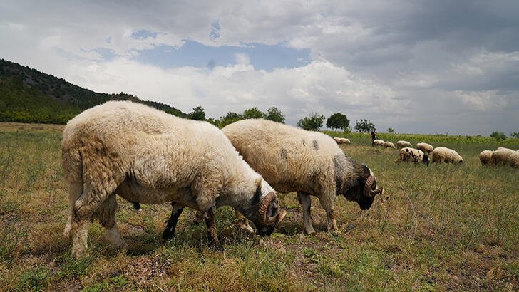 Tokat'ta hayvanlara 'mavi dil' karantinası