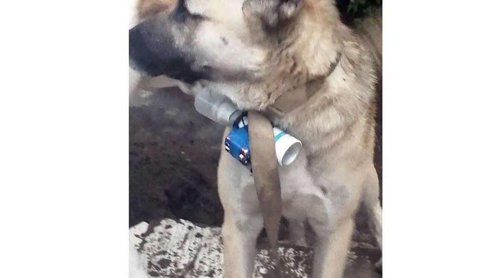 Armenian illegal armed groups use kamikaze dogs against Azerbaijan - MoD