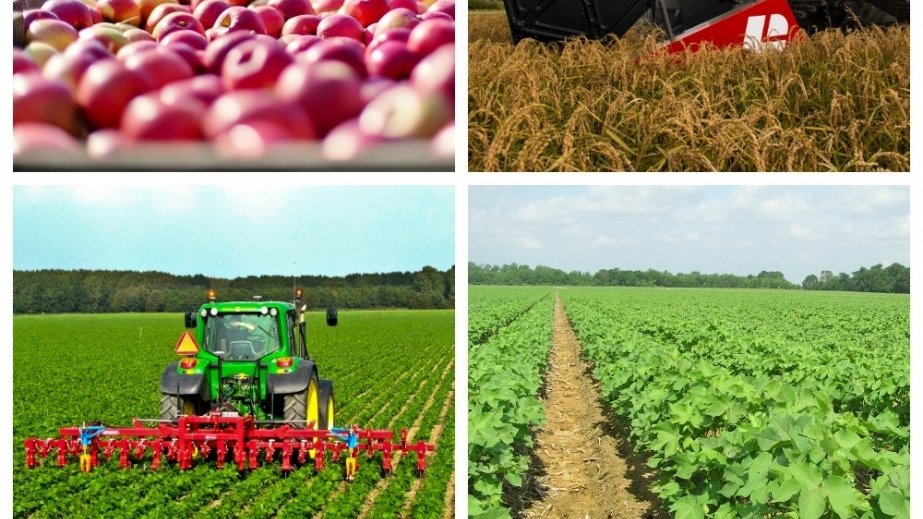 20 ildə meyvə və tərəvəz ixracı 4,2 dəfə artıb – AÇIQLAMA