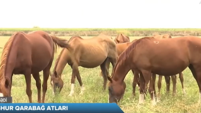 Məşhur Qarabağ atları...