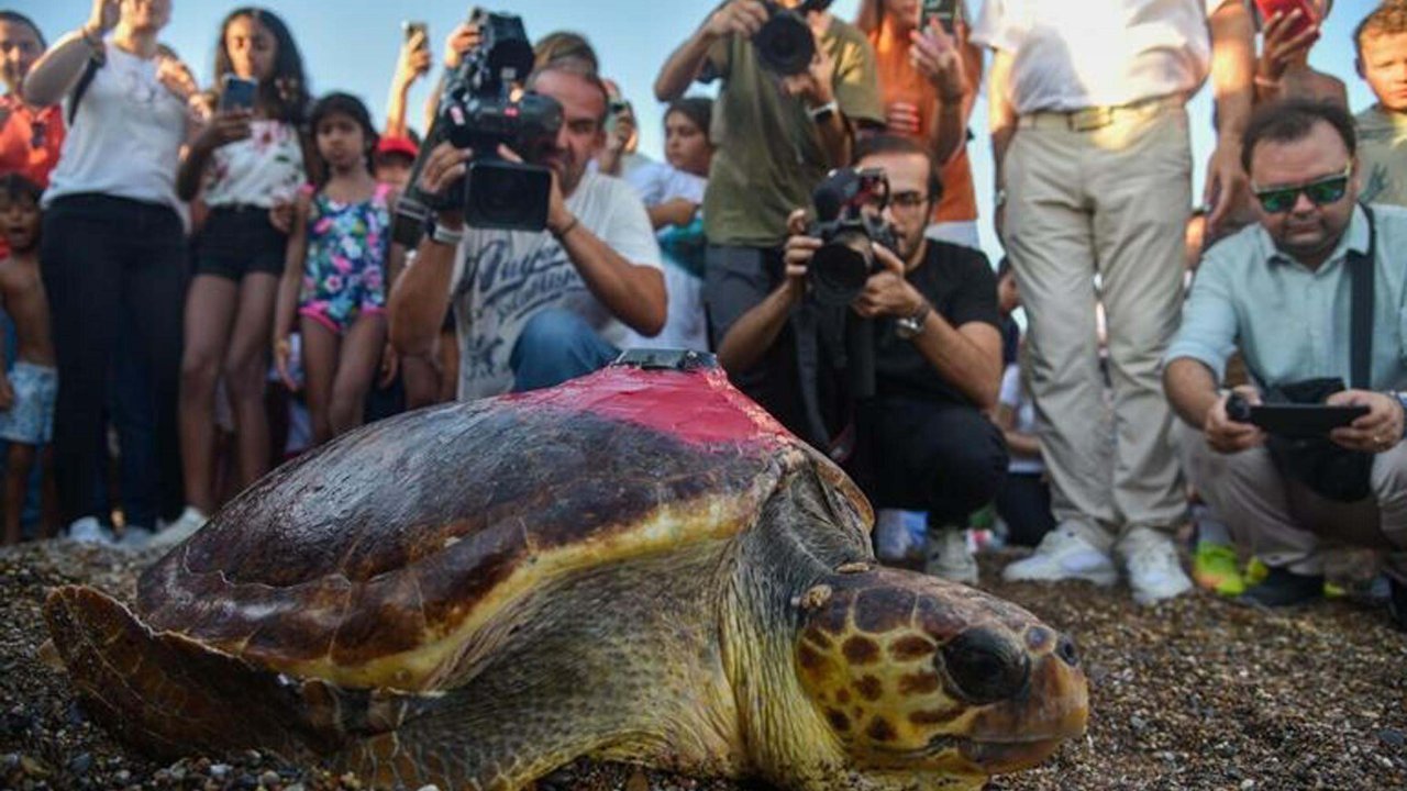Caretta caretta 'Lara'yı 195 bin kişi izledi