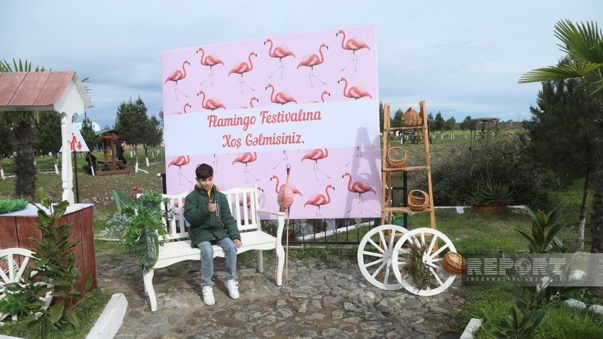 Qızılağac Milli Parkında Flaminqo Festivalı keçirilib