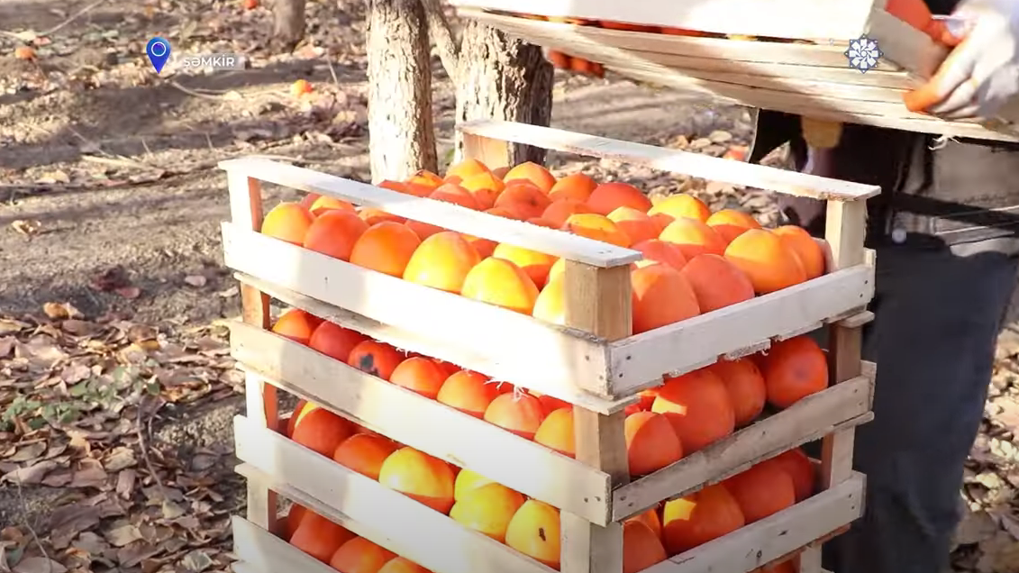 Şəmkirin xurma bağlarından yığılan məhsul Rusiyaya ixrac edilib