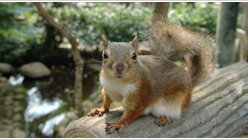 Japonya’daki hayvanat bahçesinde ilaçlama sonrası 31 sincap öldü