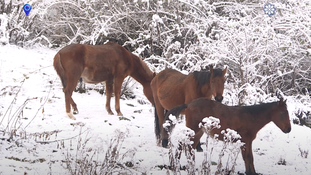 Qaxda ilin ilk qarı yağıb