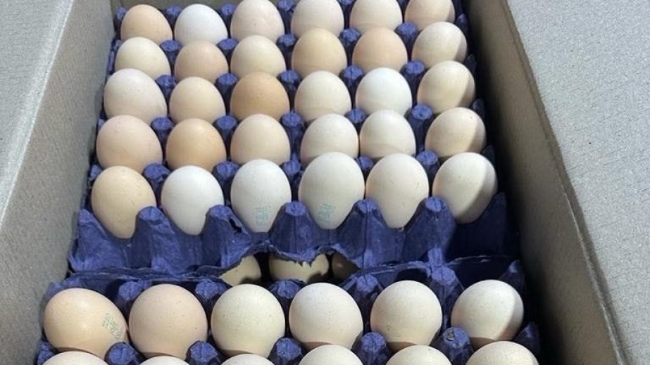 Azərbaycan Rusiyaya 36 ton yumurta ixrac edib