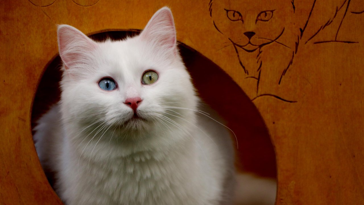 Prof. Dr Kaya: We closed the 2023 season with 145 kittens