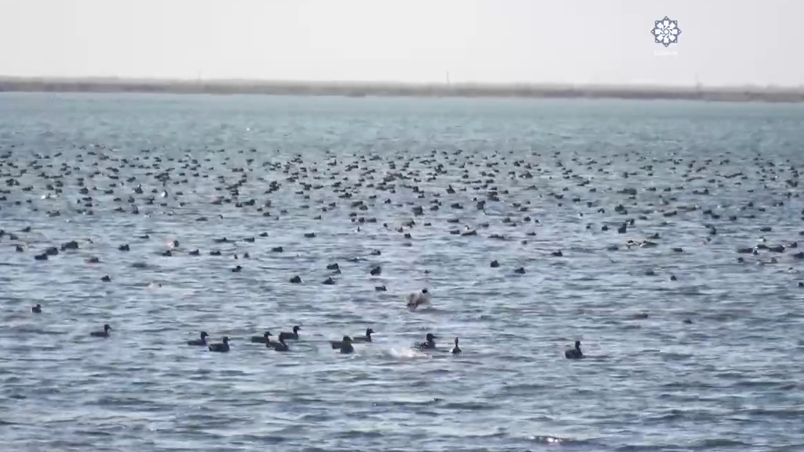 Flaminqoların köç yerinin dəyişməsinə səbəb nədir?