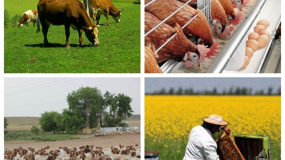 Kənd təsərrüfatı məhsullarının ixracı dəyər ifadəsində 12,1 faiz artıb