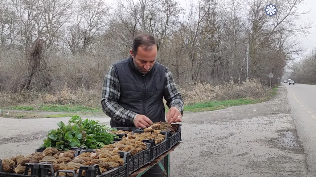 Quzu ətindən dadlı kiloqramı 40 manata satılan nadir göbələk