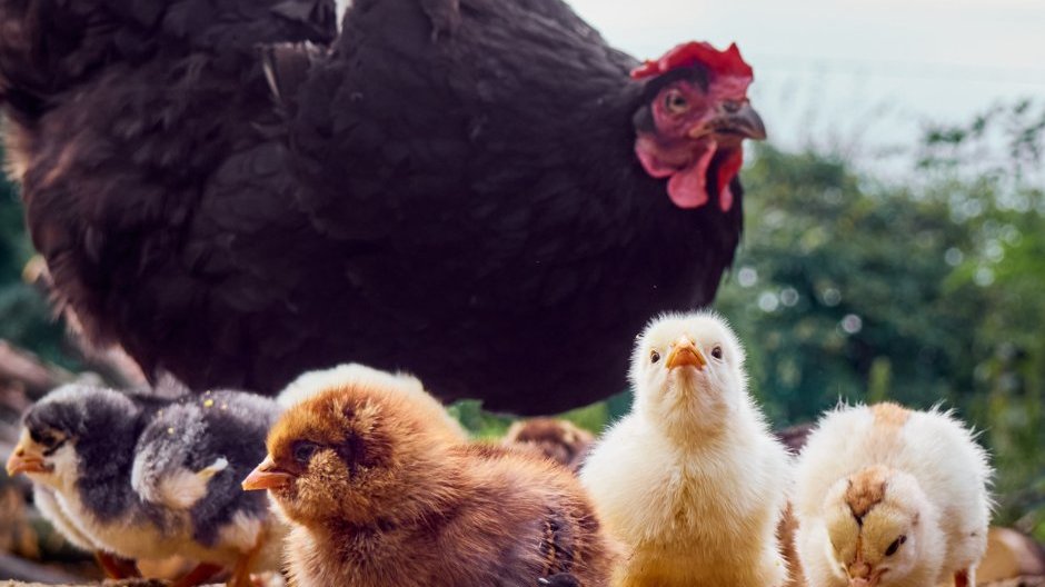 ABD’de 1 kişide kuş gribi tespit edildi