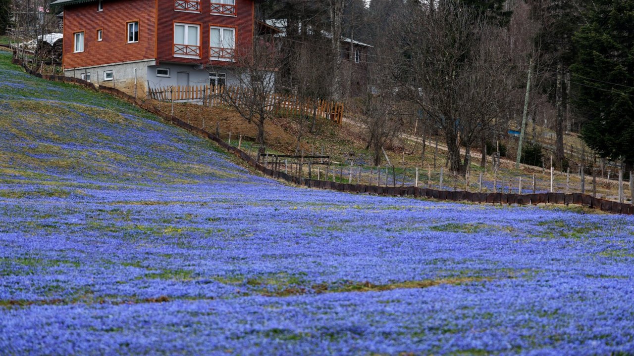 Kadıralak Yaylası’nda, ‘mavi yıldız’ zamanı