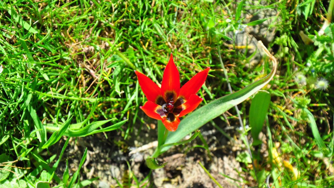 10 gün canlı kalabilen Manisa laleleri açtı, koparmanın cezası 387 bin 142 lira