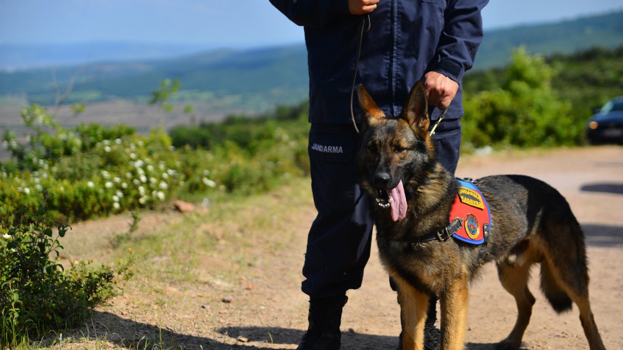 Kırklareli'deki selde 1 kişinin cesedini bulan kadavra köpeği 'Denek', Korhan Berzeg'in izini sürüyor