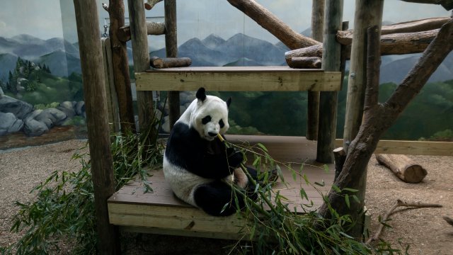 ABD’deki son 4 panda Çin’e geri gönderilecek