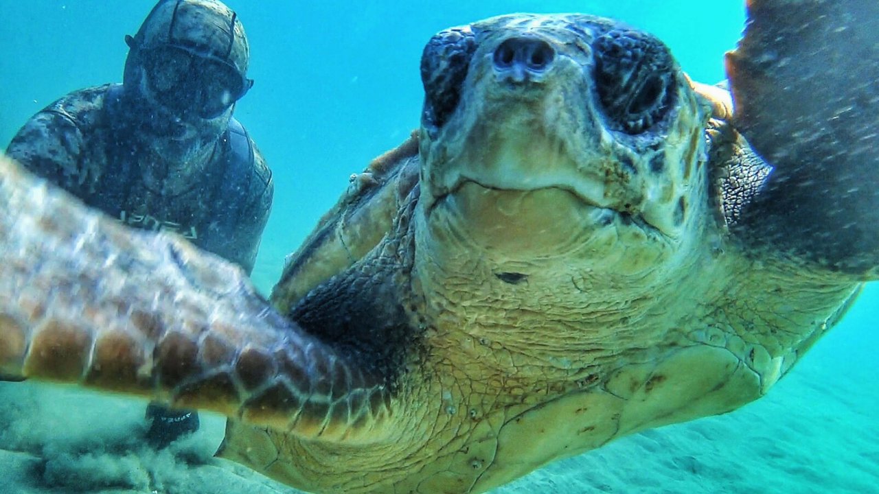 Rekortmen dalgıç, denizin dibinde caretta caretta ile selfie çekti
