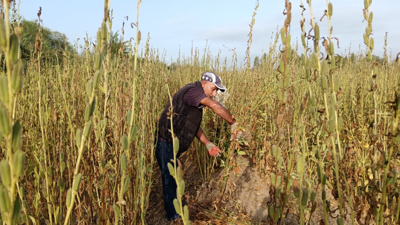 Zəhmətli olsa da, gəlirlidir - Küncüt sahəsindən reportaj