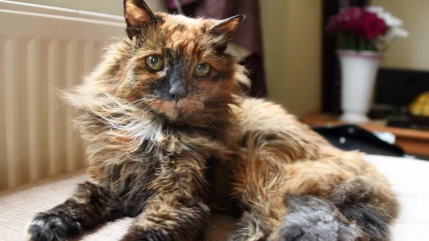 Dünyanın ən yaşlı pişiyi 33 yaşında ölüb