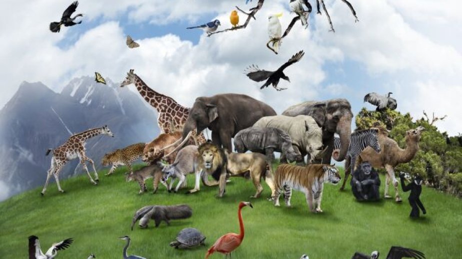 Bu gün Ümumdünya Heyvanların Mühafizəsi Günüdür