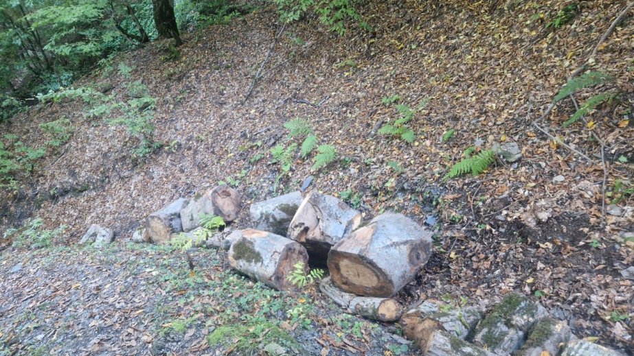 İsmayıllıda meşə massivində qanunsuz ağac kəsən 8 nəfər müəyyən olunub