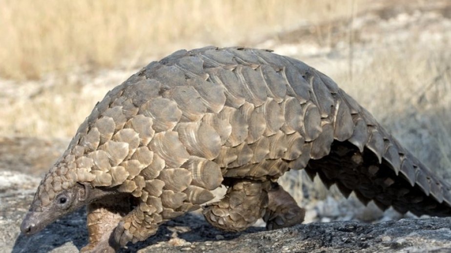 Cəmi 50 il ərzində vəhşi heyvanların sayı 73 faiz azalıb