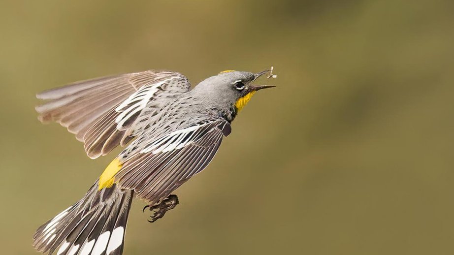 BMT Ümumdünya Köçəri Quşlar Günündə həyəcan təbili çalır