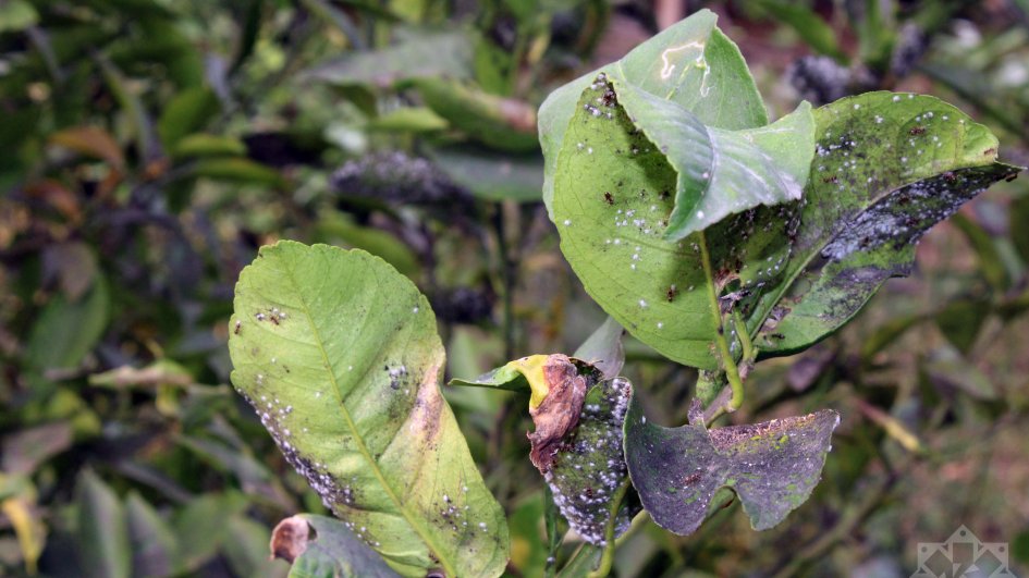 İsti hava Astaranın sitrus bağlarında məhsuldarlığı aşağı salıb