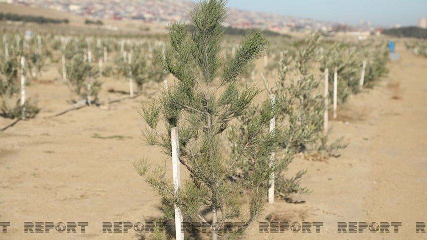 Sabahdan Azərbaycanda 1 milyondan çox ağacın əkilməsinə başlanılacaq