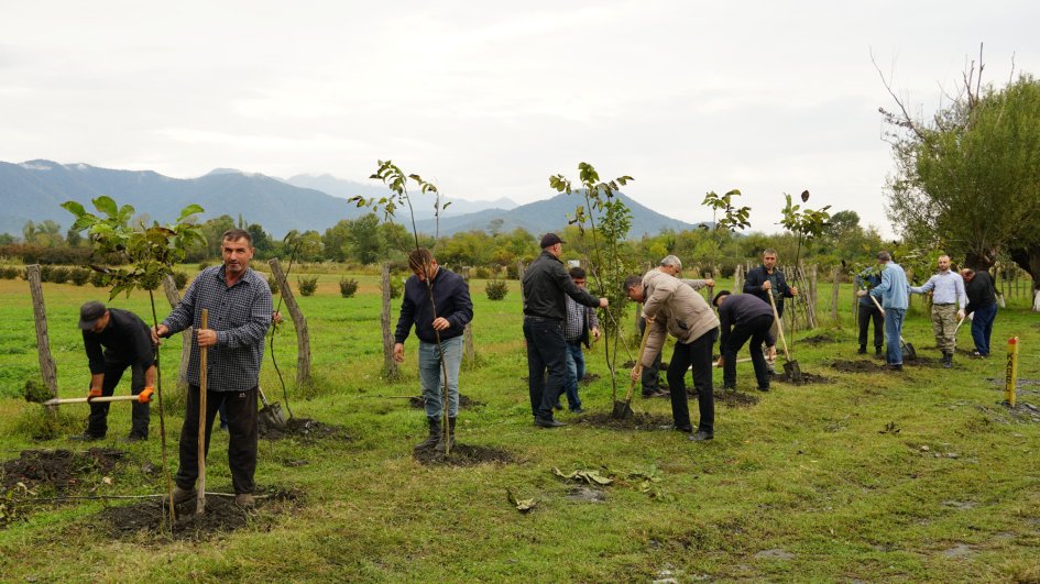 Zaqatalada ağacəkmə aksiyası keçirilib