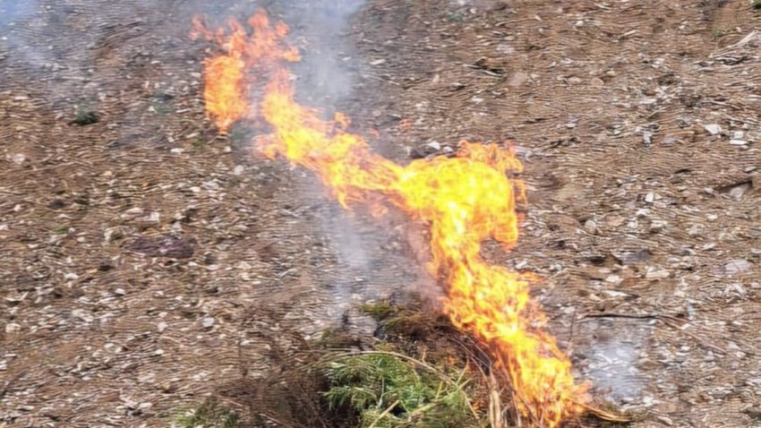 Laçında yabanı halda bitən 1 tondan artıq çətənə kolu məhv edilib