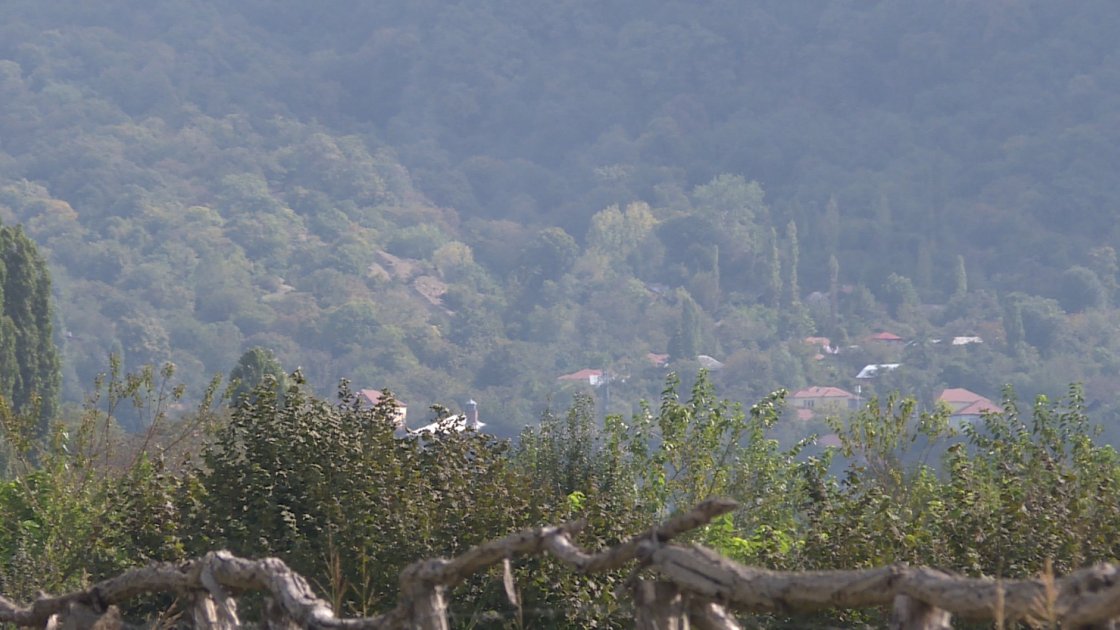 Zaqatalanın şabalıd bağları – qiymət, xəstəlik, fermerlərə tövsiyələr