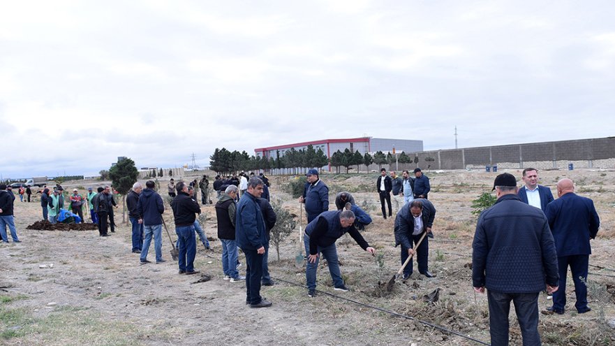 Sumqayıtda noyabrın əvvəlinədək 300 min ağac əkiləcək