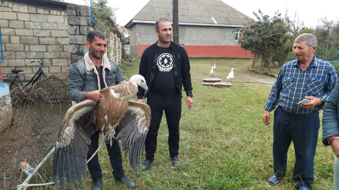 Astarada nadir “Himalay kərkəzi” aşkar edilib