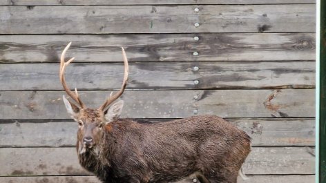 Xidmət rəisi: Kanaldan çıxarılan maral Şahdağ Milli Parkında nəzarət altındadır