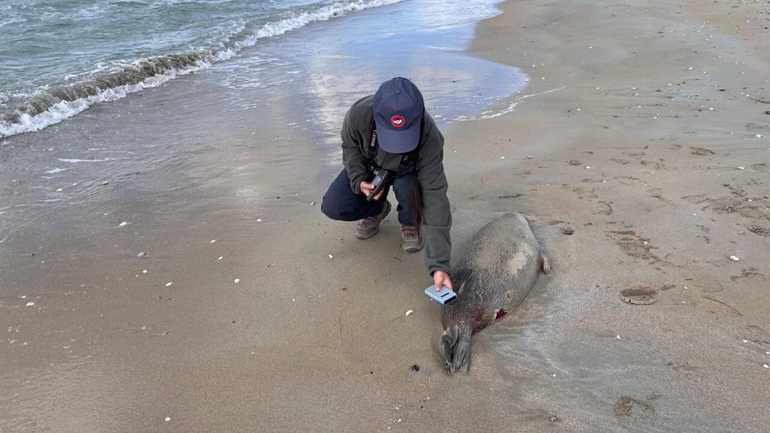 Xəzərin Qazaxıstan sahilində 300 ölü suiti aşkarlanıb
