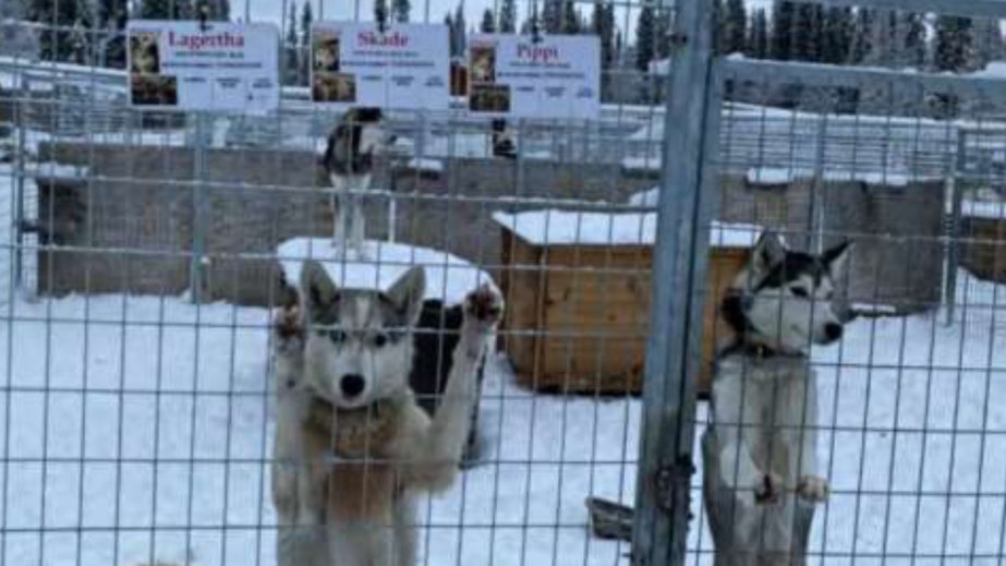 Xizək itlərindən istifadə edən İsveçin turizm agentliyi heyvanların mühafizəsi qanunun pozub