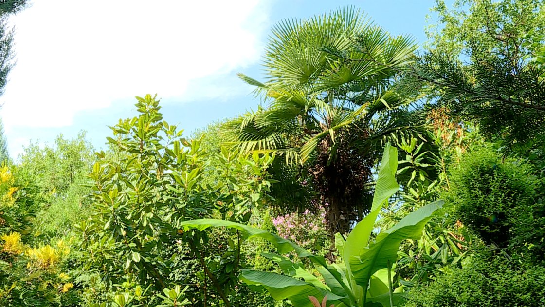 Ömrünü yaşıllığa həsr edən bağban - REPORTAJ