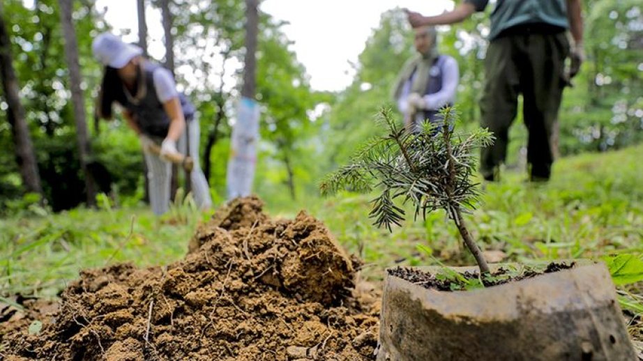 Türkiyənin naziri: Ağacların əkilməsi iqlim dəyişikliyi ilə mübarizəyə real töhfənin nümunəsidir