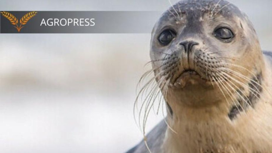 Xəzər dənizində aşkar edilmiş ölü suitilərin sayı mini ötüb