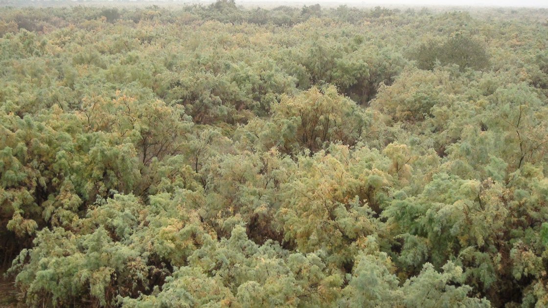 İmişlinin Tuqay meşələrində yulğun ağacları 50 faizə qədər artıb