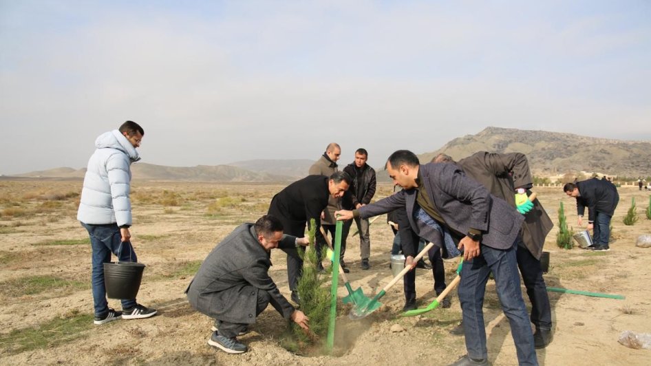 Mədəniyyət Nazirliyi Qobustan qoruğunda yaşıllaşdırma aksiyası keçirib