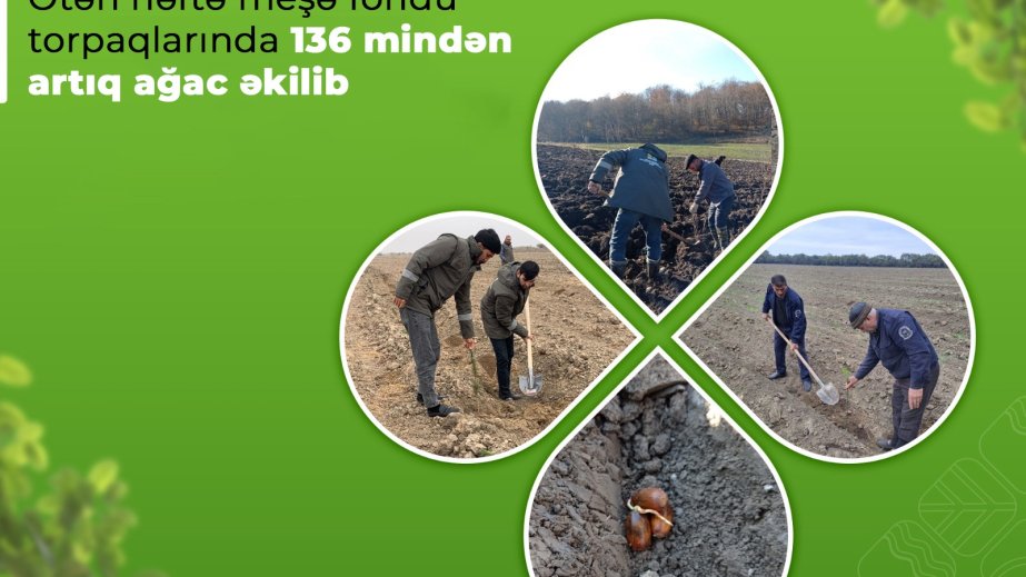 Ötən həftə meşə fondu torpaqlarında 136 mindən artıq ağac əkilib