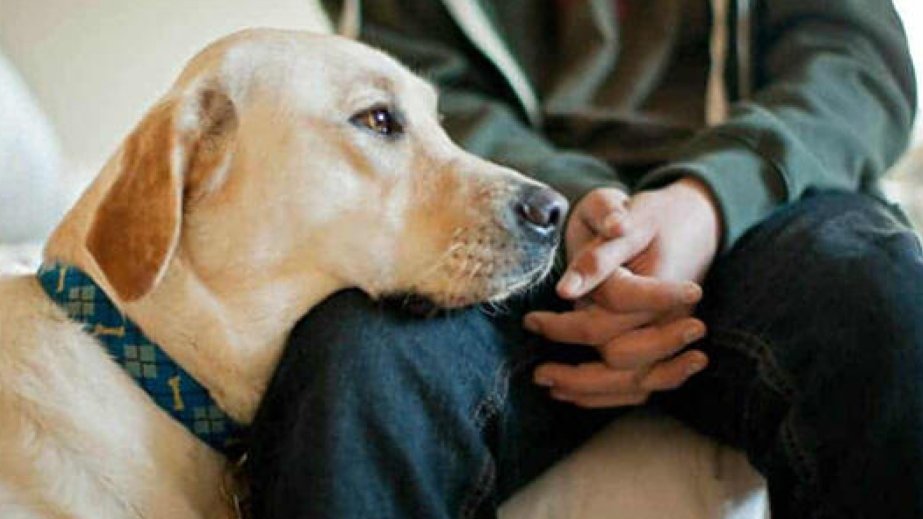 Heyvanlarla rəhmsiz rəftara görə cərimələr artırılır