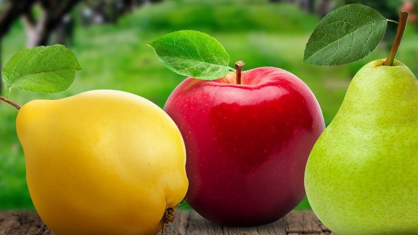Azərbaycan alma, armud və heyva ixracını 4 %-dən çox artırıb