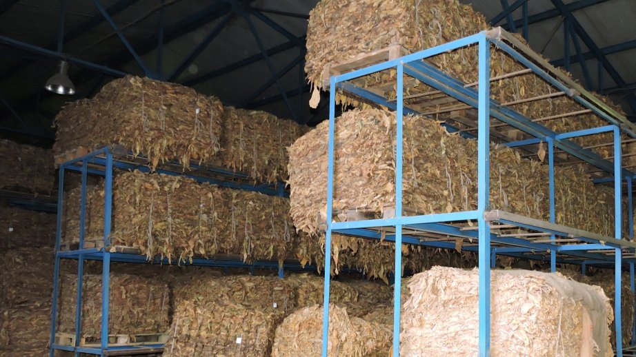 “Azərtütün”: Şimal-qərb rayonlarında quru tütün istehsalı 130 ton artıb
